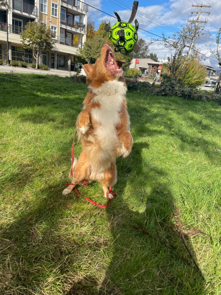 Penny jumping up to catch the ball